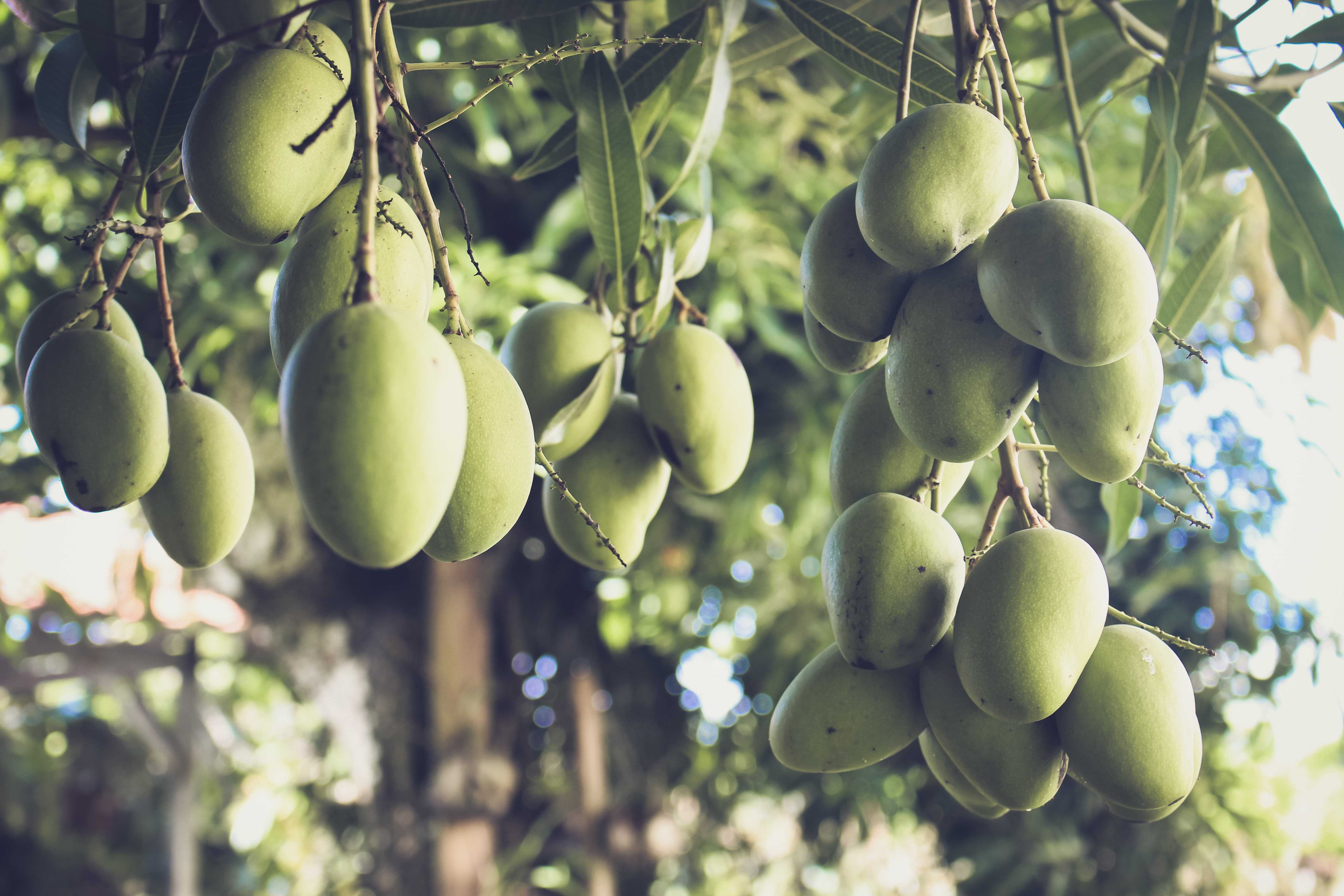 Green Mangoes - Le Lamentin - Martinique